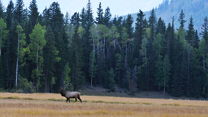Bull Elk in Field Surrounded by Timber