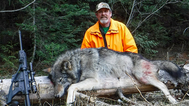 Hunter with wolf taken in Montana