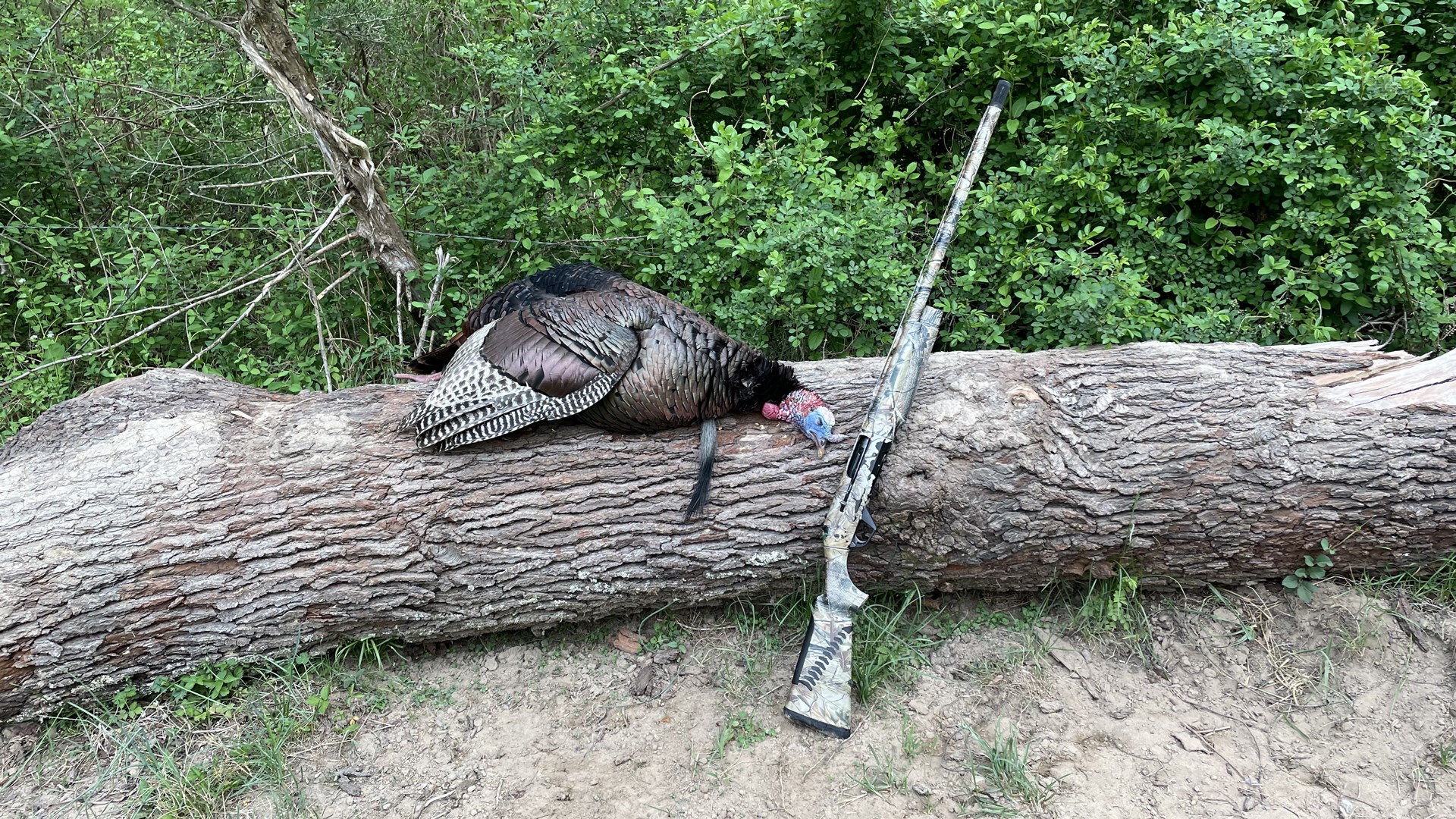 Turkey and shotgun on tree