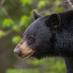Black Bear Magic Lead