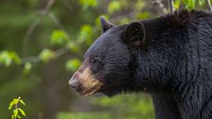 Black Bear Magic Lead