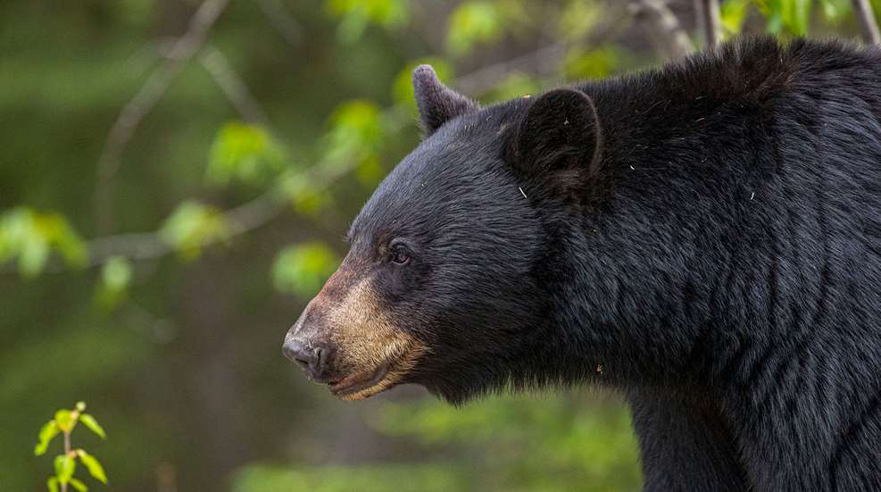 Black Bear Magic Lead