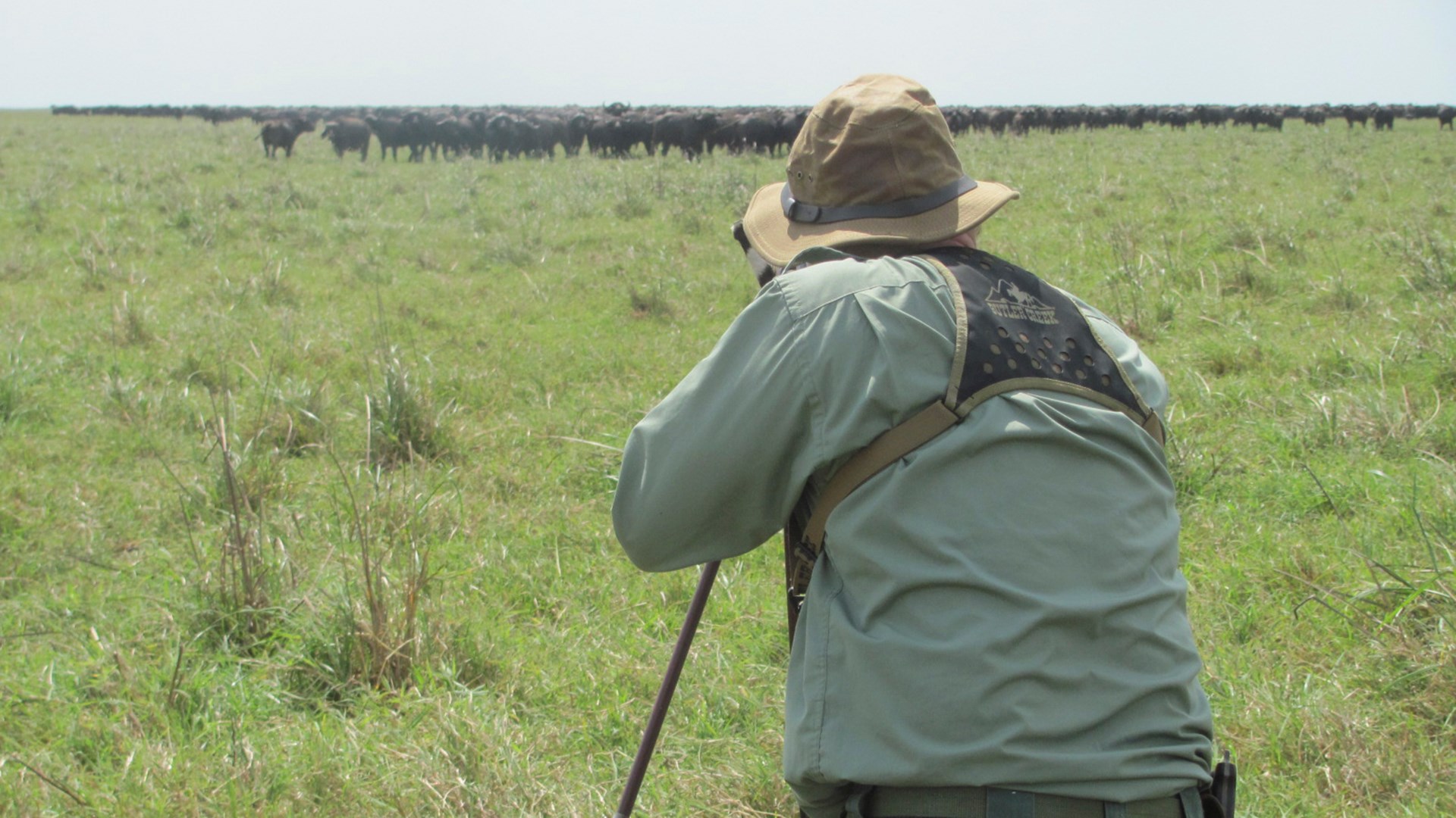 Looking at herd