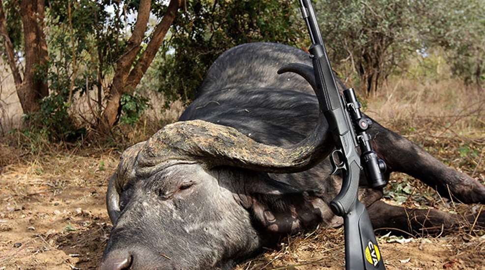 ggblackpowderbuffalo_lead.jpg