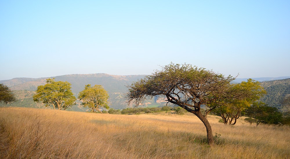 Landscape view of Umkomaas Valley Conservancy in South Africa.