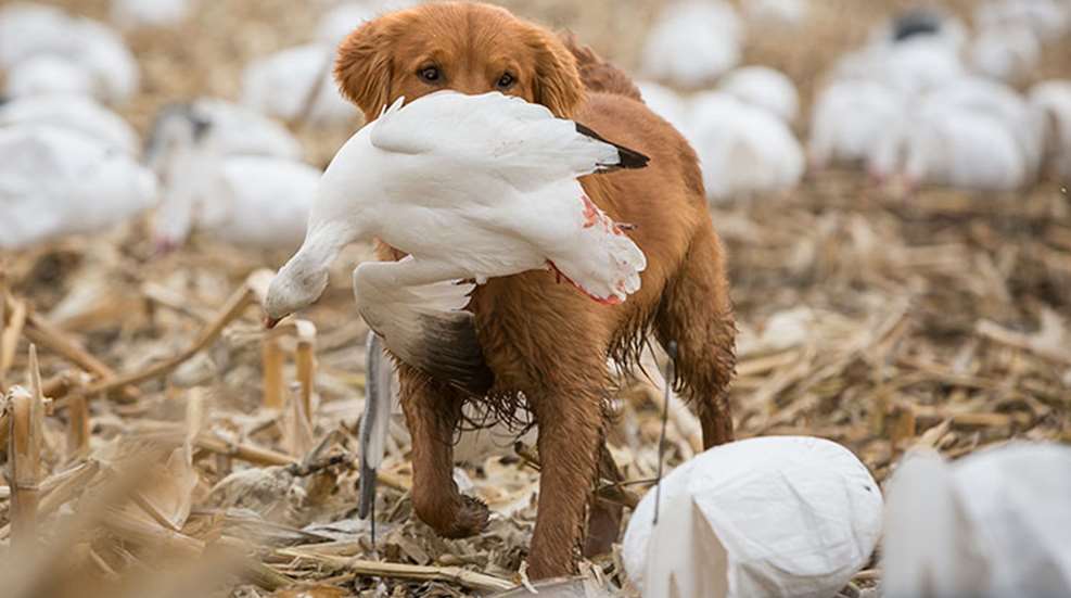fat_where_at_gundog_f.jpg