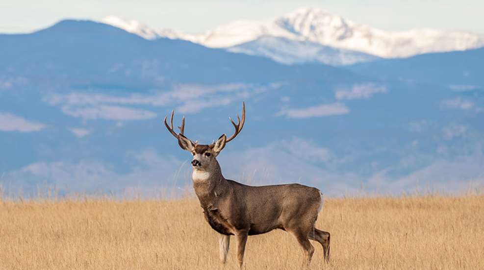 publiclandmuledeer_lead.jpg