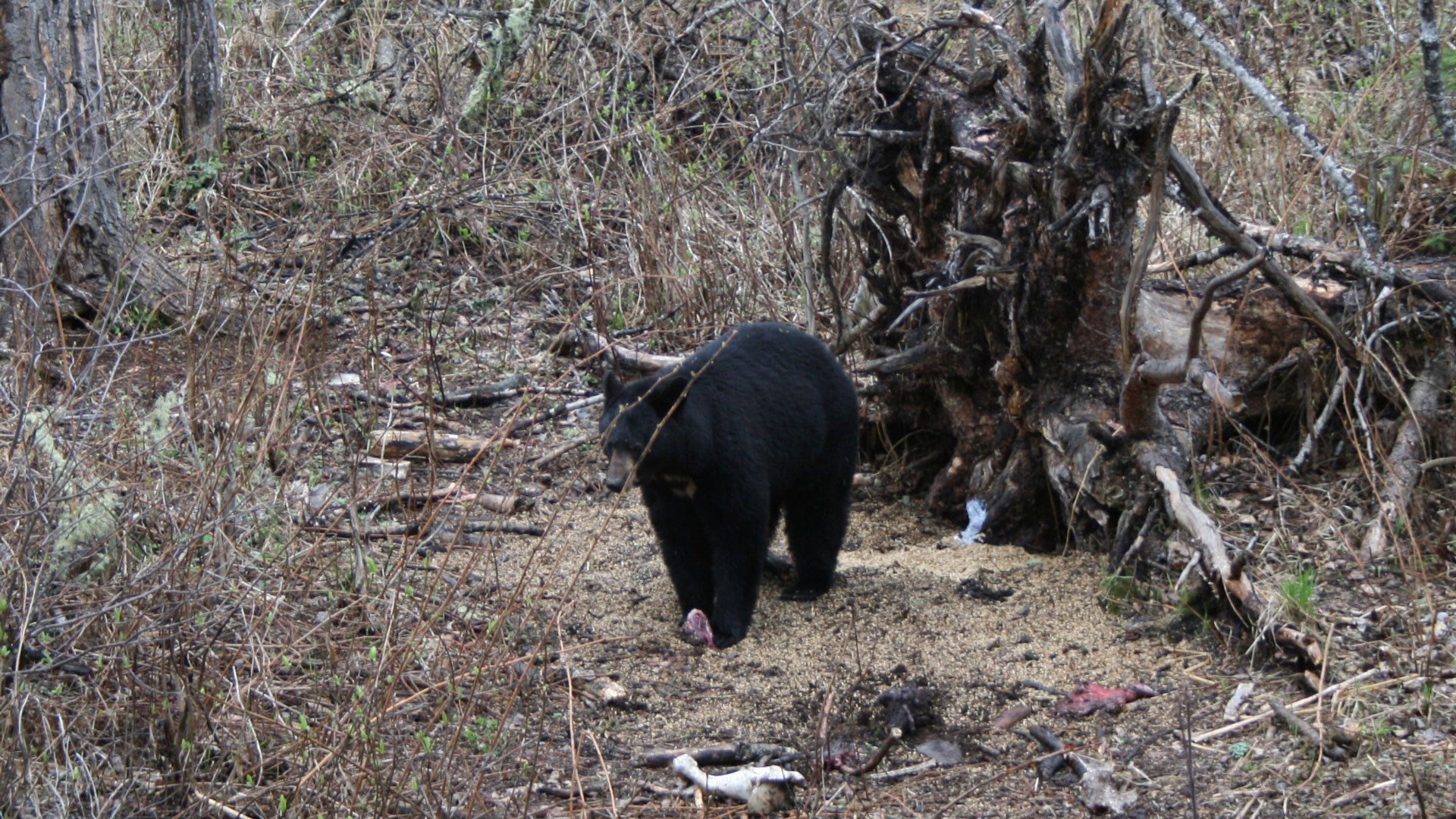 Bear on bait pile