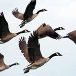 USDA APHIS Reverses Canada Waterfowl Import Ban Lead