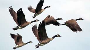 USDA APHIS Reverses Canada Waterfowl Import Ban Lead