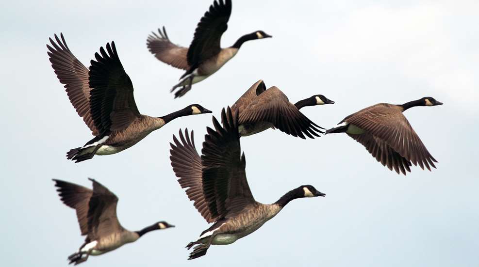 USDA APHIS Reverses Canada Waterfowl Import Ban Lead