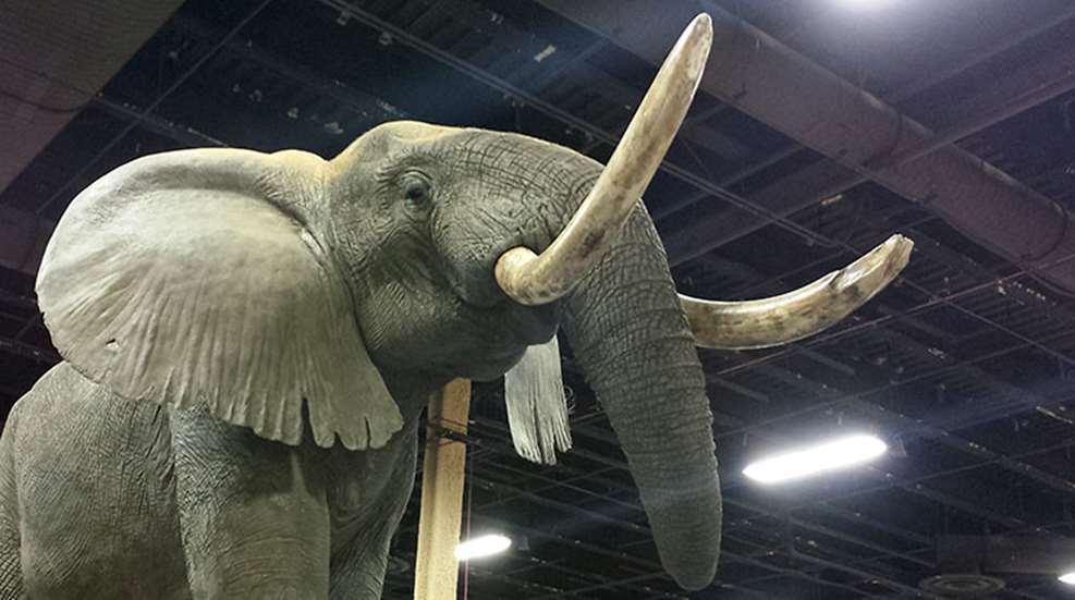 hlf_ivory_update_f.jpg