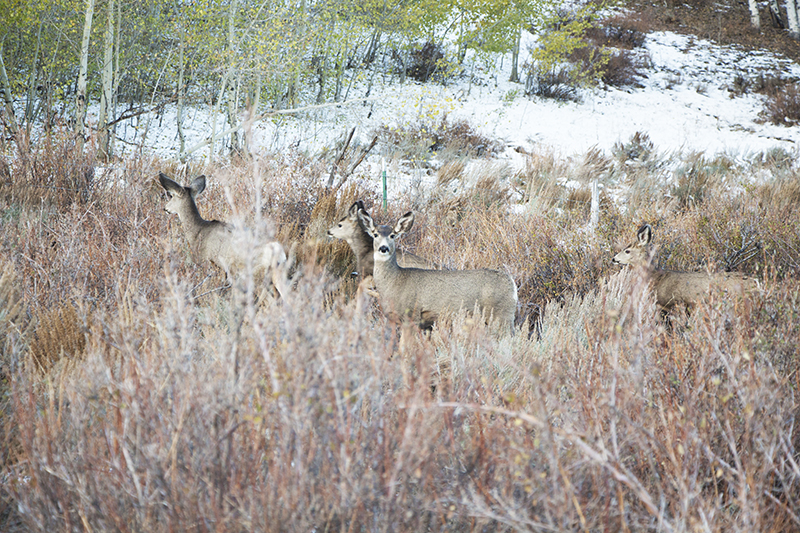 Mule Deer