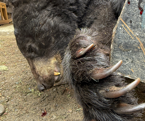Bear Claws