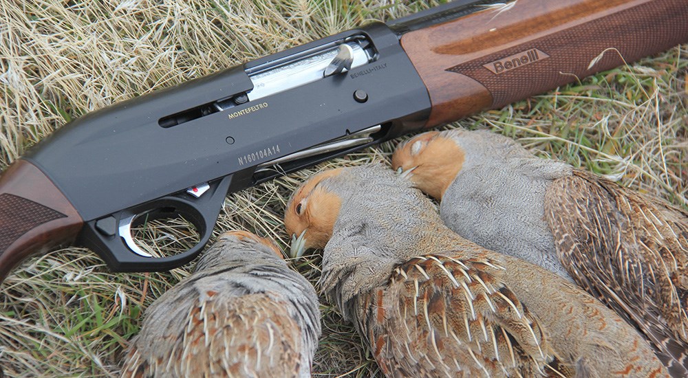 Chukar birds laying next to Benelli Montefeltro shotgun.