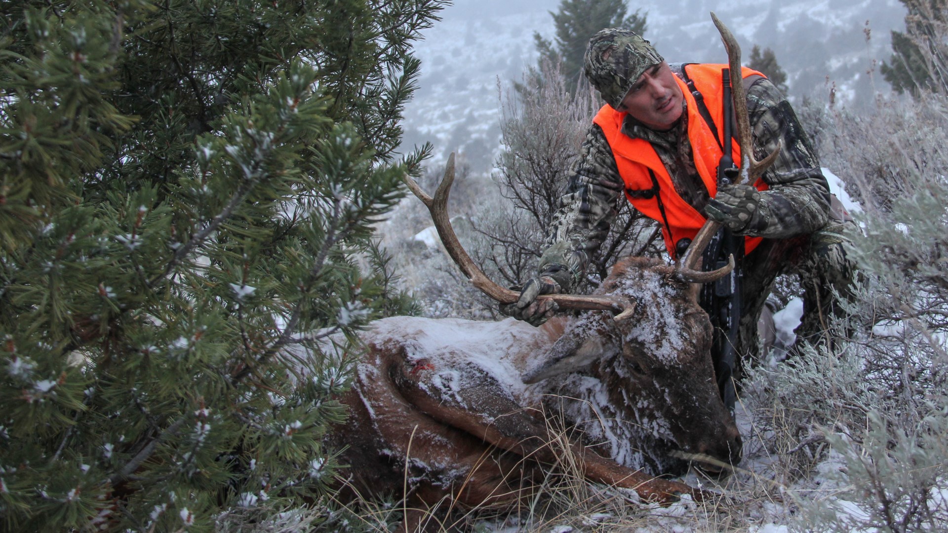 Small Elk