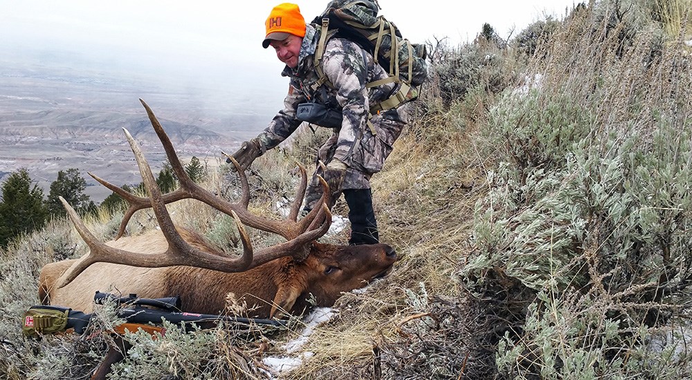 Male hunter wearing camouflage and orange hat walking up to bull elk on mountain side.