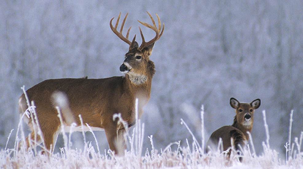 Know-How: Backtrack a Post-Season Buck | An Official Journal Of The NRA