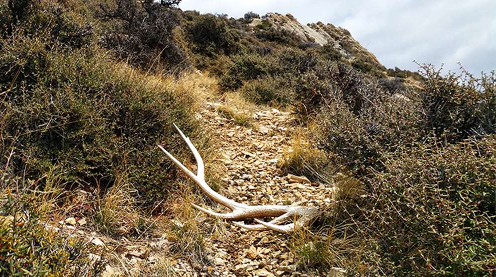 how-to-find-more-elk-sheds_lead.jpg