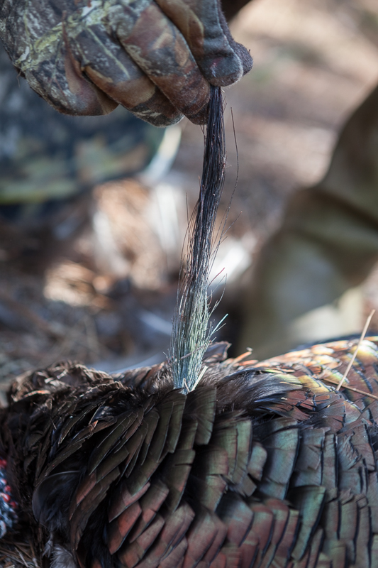 Osceola Beard