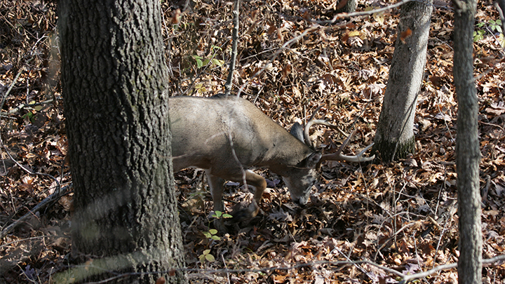 Whitetail Deer view from Treestand