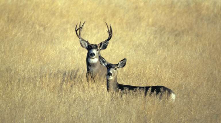 Mule Deer In A Field