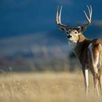 Crossing Back Into Bowhunting Lead