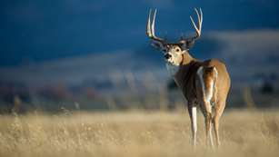 Crossing Back Into Bowhunting Lead