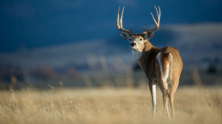 Crossing Back Into Bowhunting | An Official Journal Of The NRA