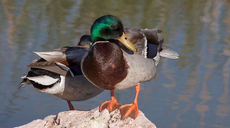 USFWS Releases 2026 Waterfowl Population Survey Results | An Official Journal Of The NRA