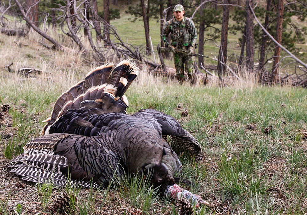 Male hunter walking up to wild turkey on the ground.
