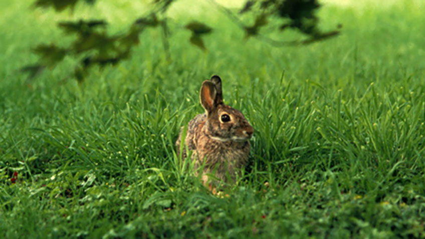 How to Hunt Rabbits Without Dogs | An Official Journal Of The NRA