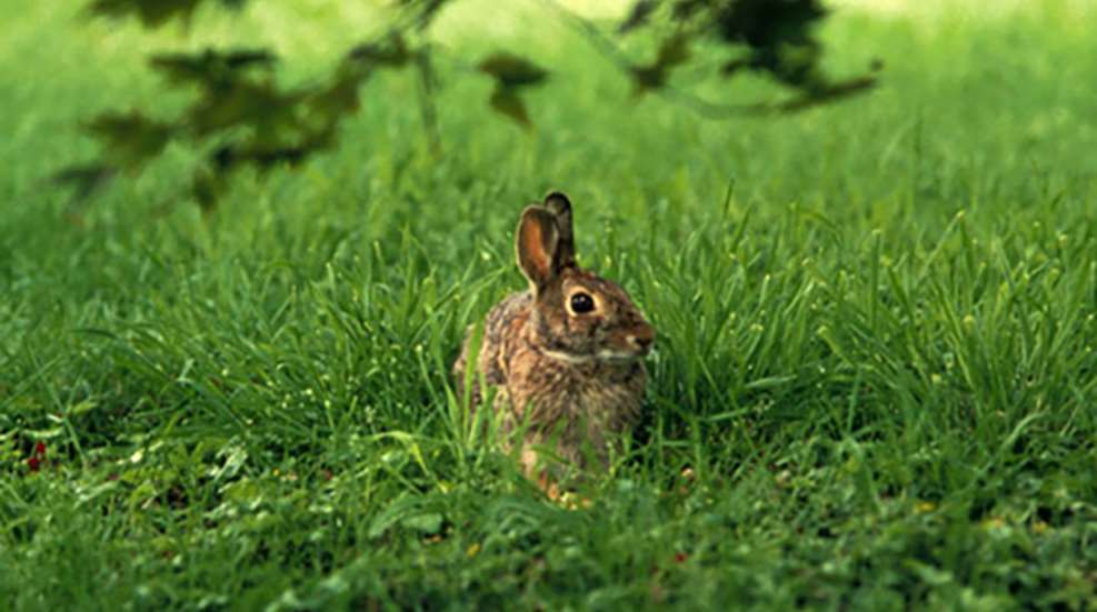 20111229111140-rabbit_lead.jpg
