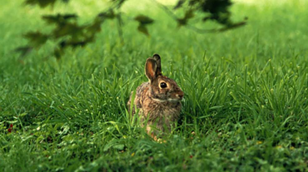 How to Hunt Rabbits Without Dogs | An Official Journal Of The NRA