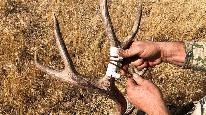 Hunter placing tag on mule deer buck antler