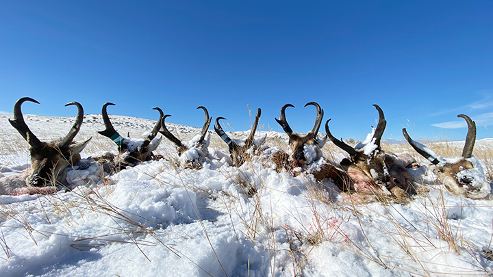 Hunter's Pronghorn Lined Up in Wyoming Camp