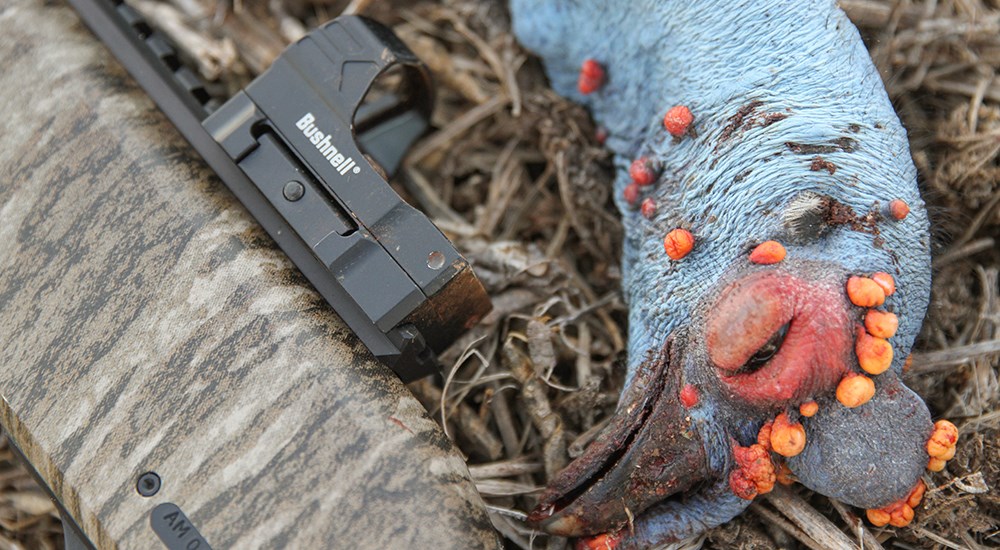 Turkey laying next do camouflage shotgun with Bushnell red dot sight.