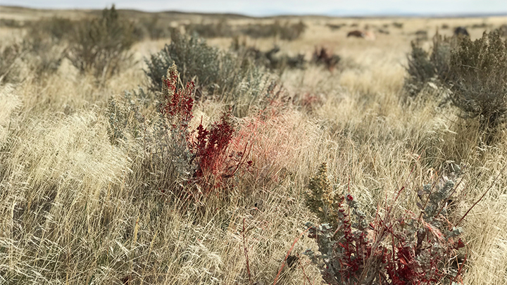 Pronghorn Blood Trail