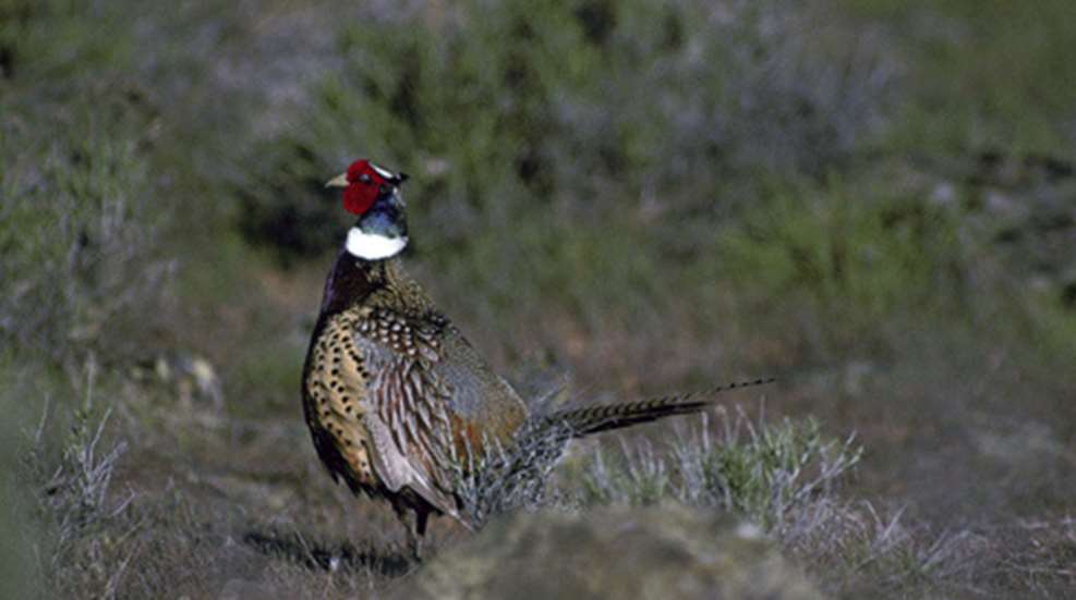 201227162714-hunting_ringneck_pheasants_home.jpg