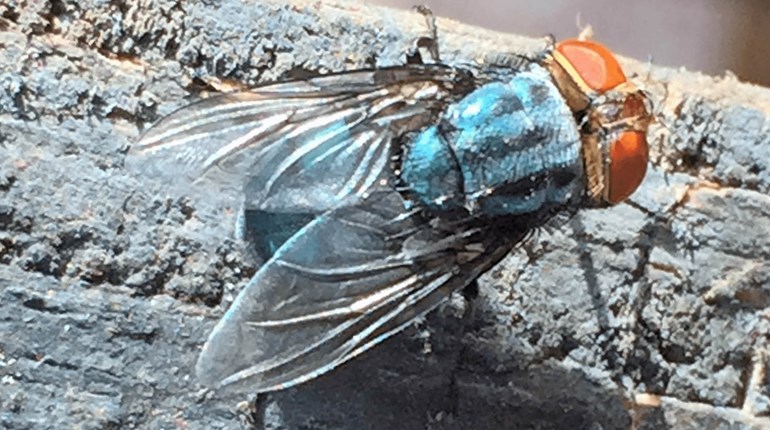 Texas Governor Makes New World Screwworm Disaster Declaration | An Official Journal Of The NRA