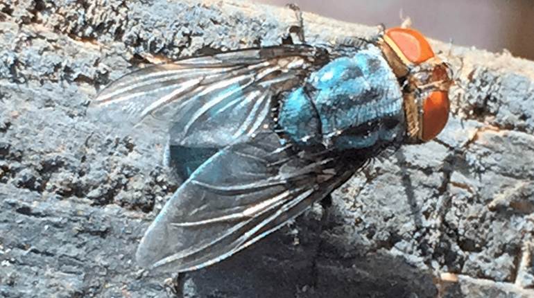 Texas Governor Makes New World Screwworm Disaster Declaration | An Official Journal Of The NRA