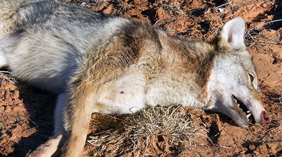 kill_more_coyotes_f.jpg