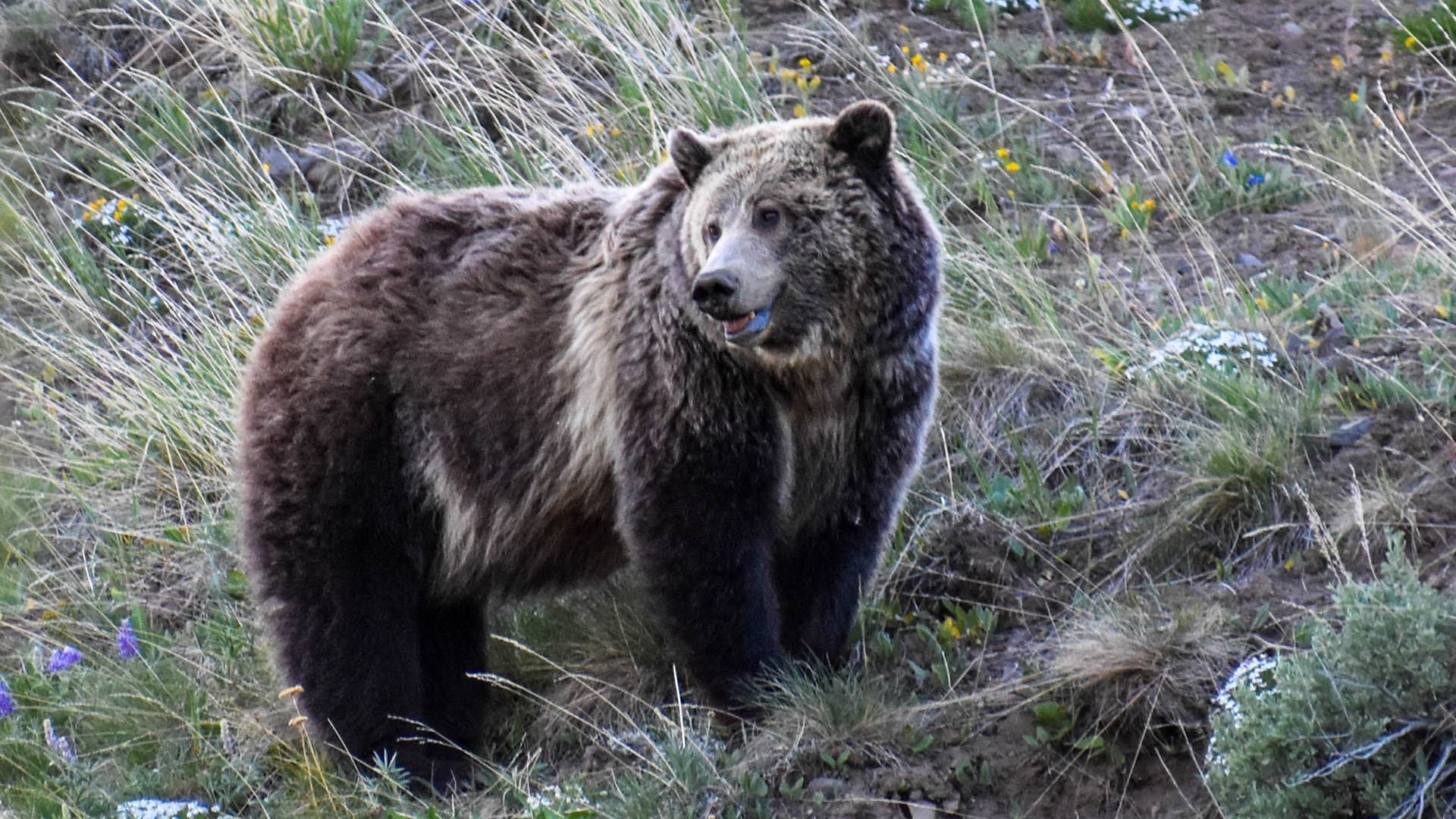LEDE USFWS Proposes