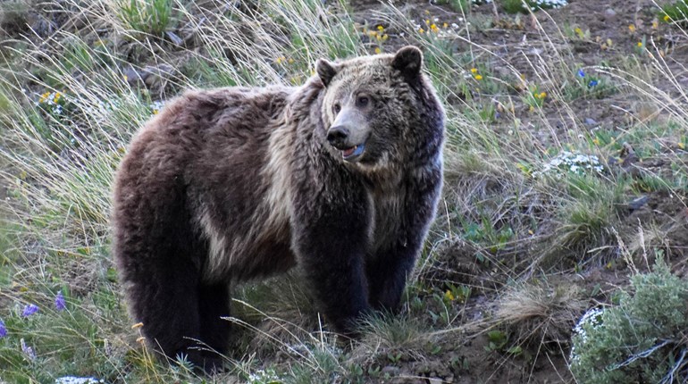 USFWS Proposes New Grizzly Bear Management Rule | An Official Journal Of The NRA