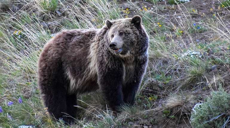 LEDE USFWS Proposes