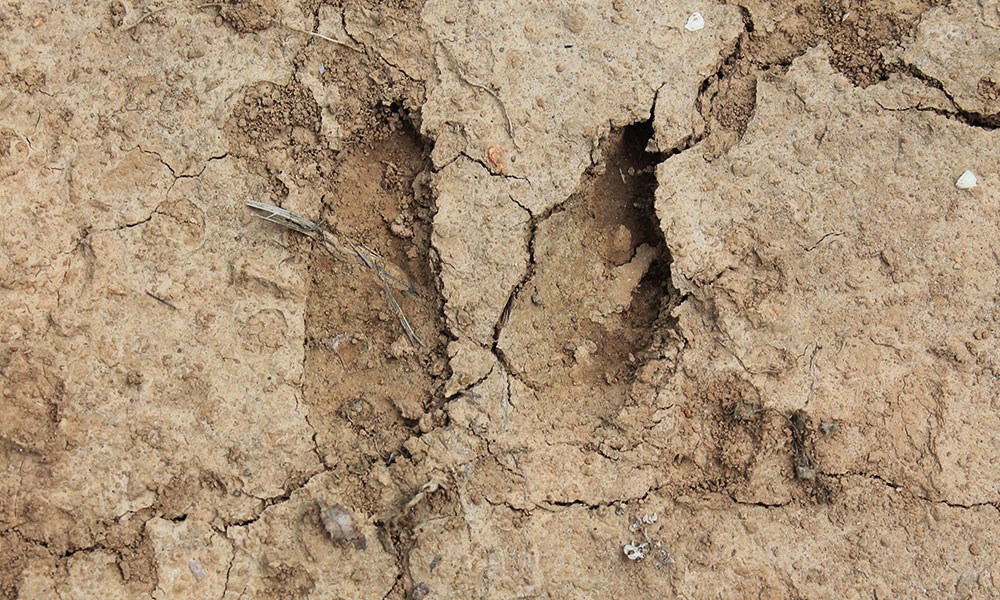 Deer Tracks in Mud