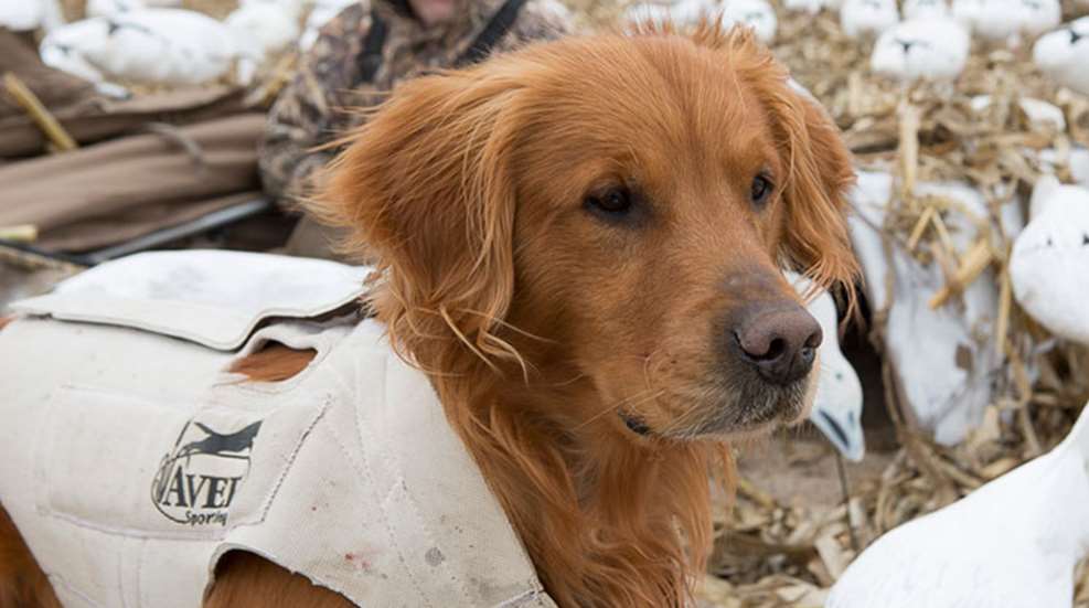 gundog_massage_f.jpg