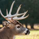 howtofieldjudgewhitetailbuck_lead.jpg