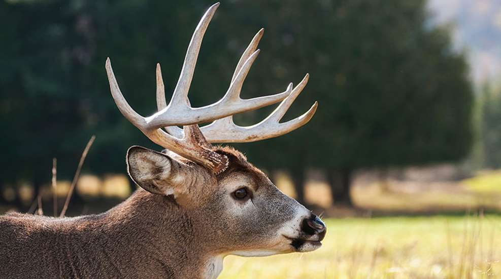 howtofieldjudgewhitetailbuck_lead.jpg