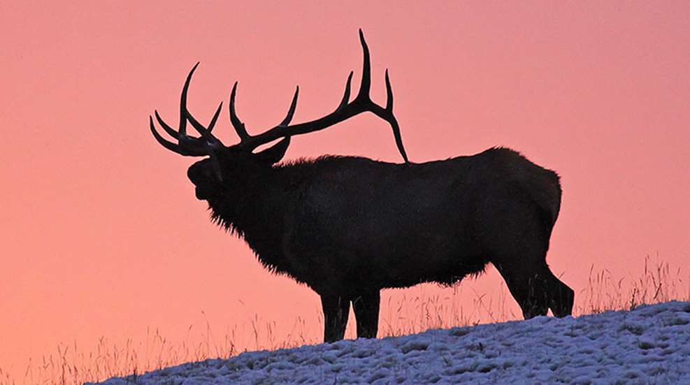 elk_luck_legend_f.jpg